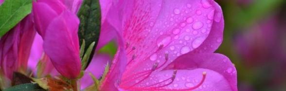 疯狂之花（解读红色玫瑰的狂放与疯狂之美）
