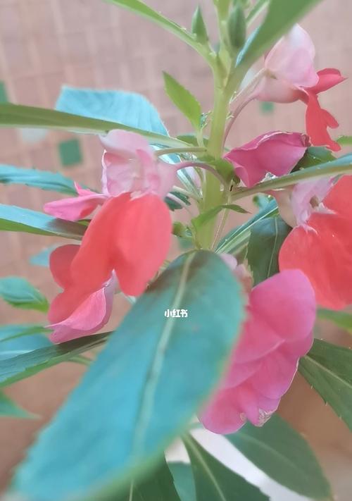 奉献之花（百合花代表着无私奉献）