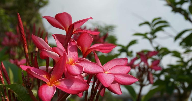 用百合花的花语诠释复活的奇迹（以百合花为载体）