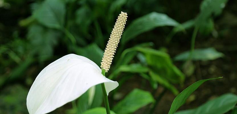 用百合花的花语诠释复活的奇迹（以百合花为载体）