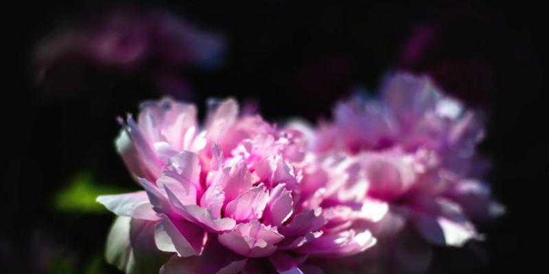 盛世之花（传承千年的财富象征与吉祥之花）