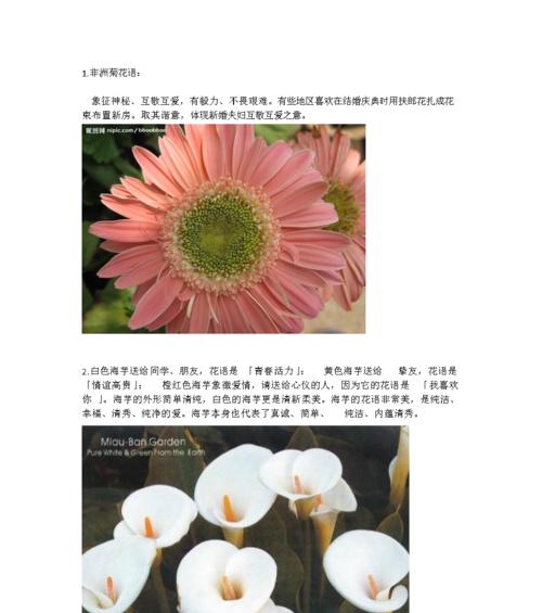 花言富贵，绽放财富的秘密（以发财花为主题的花语解析）