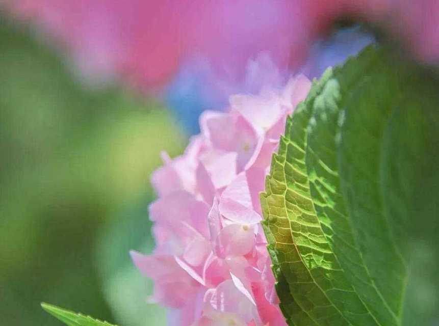 好运之花——以四叶草的花语为主题的文章（四叶草花语揭示了好运的秘密）