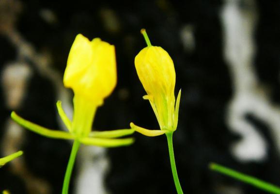 努力奋斗的花语——向前看（以玫瑰花为主题的花语传递着勇气和希望）