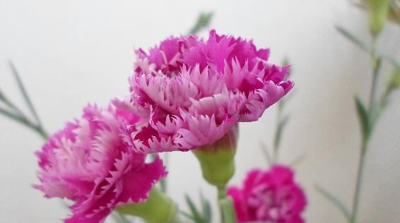 坚持的爱，以玫瑰花语为主题的思考（用爱的坚持）