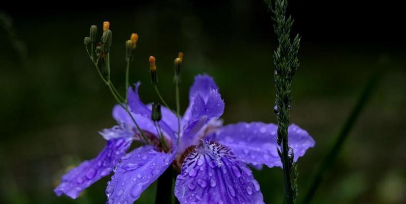 坚韧之花（以郁金香为代表的坚韧花朵）