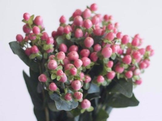 金榜题名——以百合花的花语为主题的文章（百合花的花语与金榜题名的象征意义）