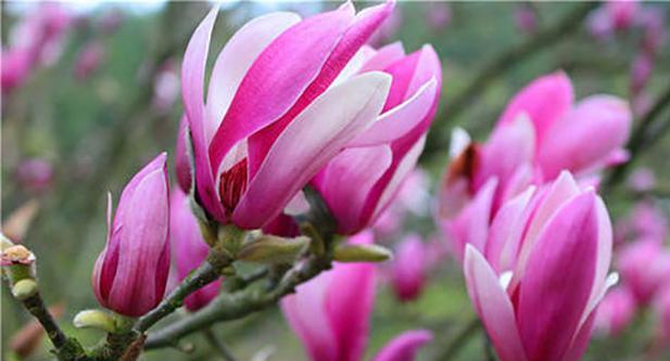 金榜题名——以百合花的花语为主题的文章（百合花的花语与金榜题名的象征意义）
