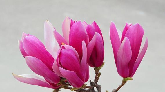 金榜题名——以百合花的花语为主题的文章（百合花的花语与金榜题名的象征意义）
