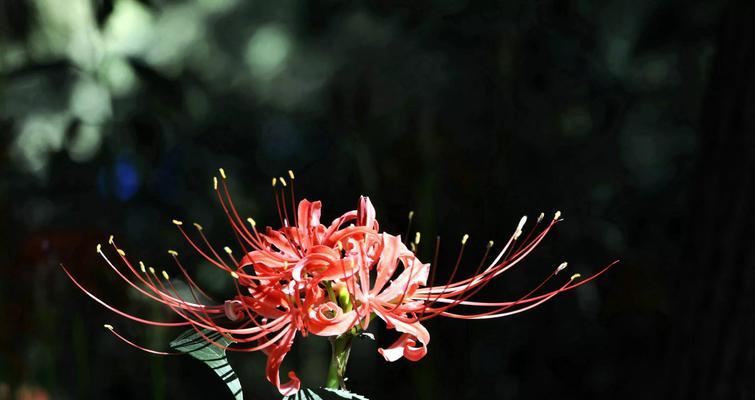 绝望之花（以菩提花为象征的绝望的花语与含义）