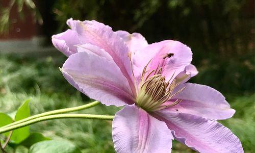 宽恕的力量（百合花语传递的宽恕之光芒）