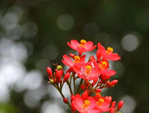 轮回的花语——以莲花为主题的文章（莲花的花语与轮回之间的奇妙联结）