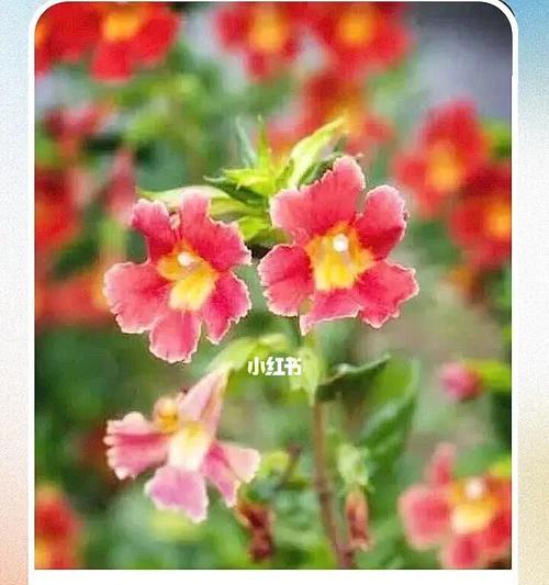 冒险之花（以勇敢者之花为引）