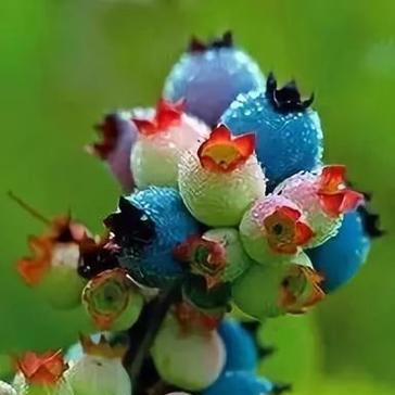 梦境之花——郁金香的花语（唤起梦境的美丽与神秘）