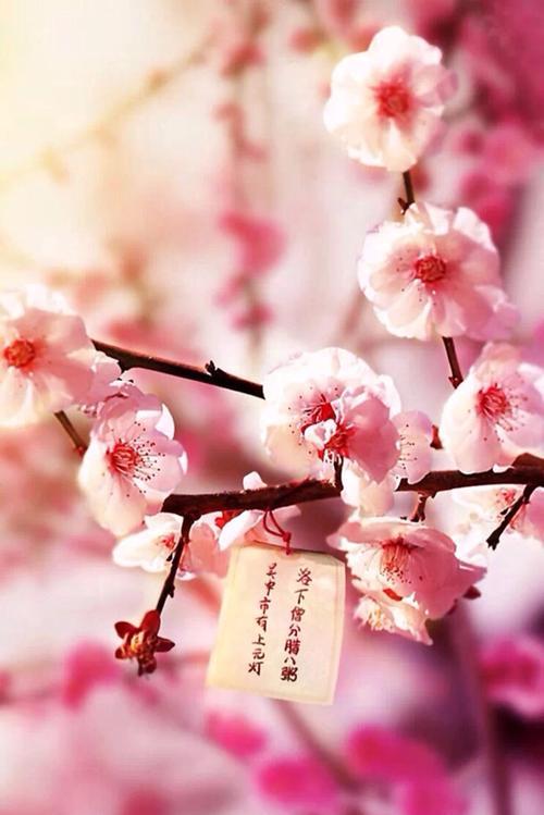 梦境之花——郁金香的花语（唤起梦境的美丽与神秘）