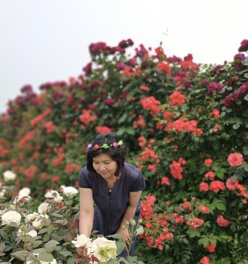 梦境之花——郁金香的花语（唤起梦境的美丽与神秘）