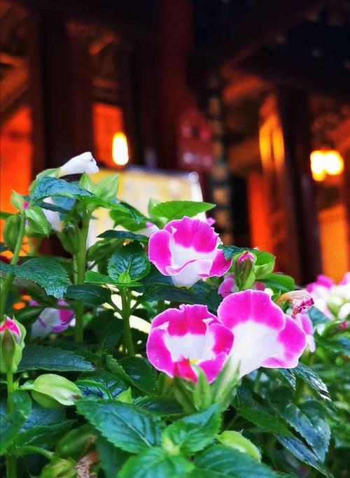 迷茫的花语——以迷蓝色风信子为例（寻找人生的方向与答案）
