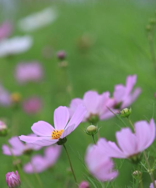 玫瑰花的花语（散发着奋斗的芳香）