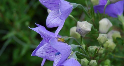 以百合花的花语探讨偏执的爱（揭示偏执爱情的心理及影响）