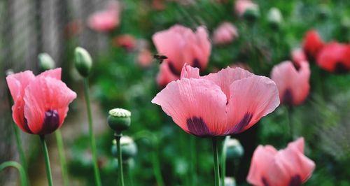 平安的花语——康乃馨（传递平安与祝福的花海）