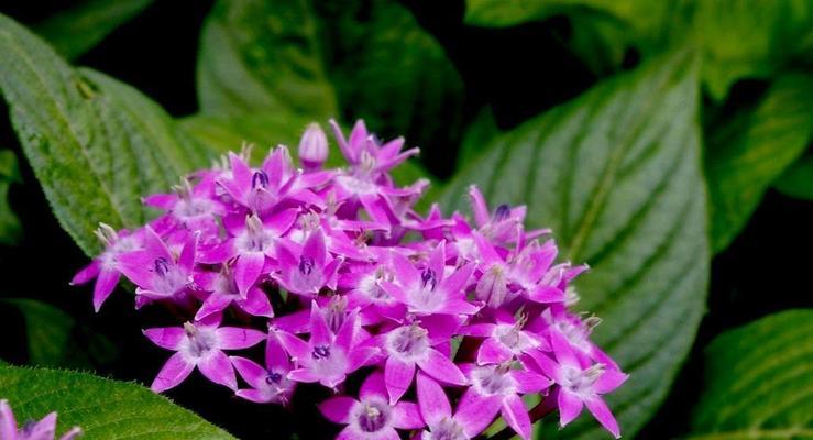 平安的花语——康乃馨（传递平安与祝福的花海）