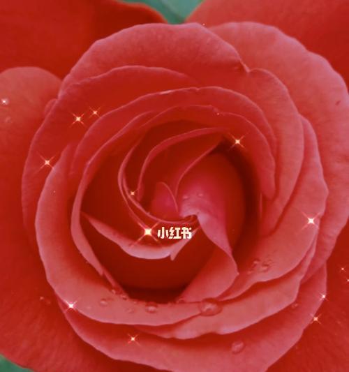 热情之花（以红玫瑰为主题）