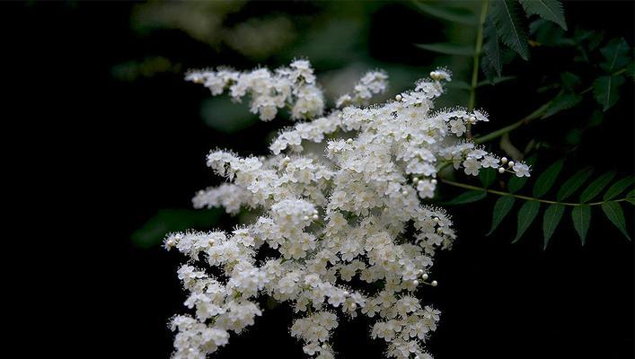 失去的花语——以百合花为主题的花语探析（逝去的美丽）