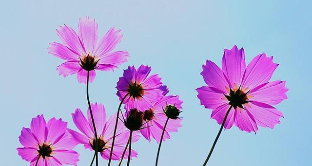 以玫瑰花的花语为主题的文章（探寻玫瑰花的之美）
