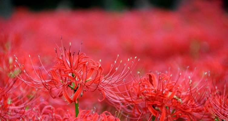 以玫瑰花的花语为主题的《我喜欢你》（用鲜花传递爱意）