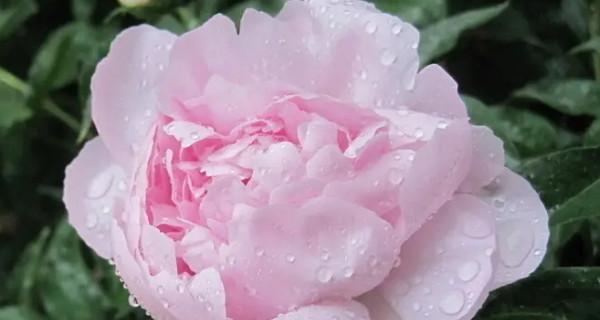 思念之花——以玫瑰的花语为主题的文章（玫瑰花传递的思念与爱意）