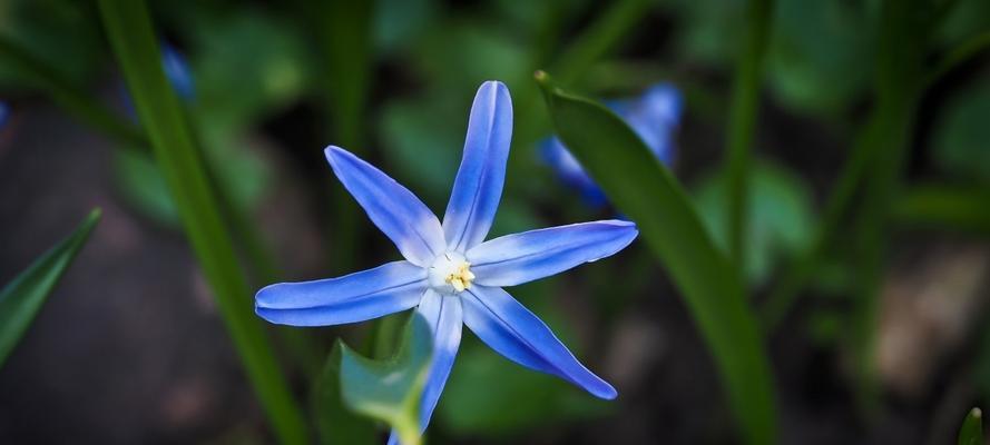 思念之花——以玫瑰的花语为主题的文章（玫瑰花传递的思念与爱意）