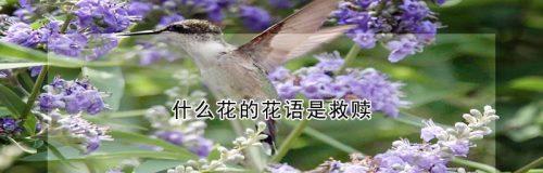 忘忧花（以什么花的花语是无所谓）