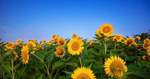 阳光带来希望的花语——向日葵（向日葵的花语和象征意义）
