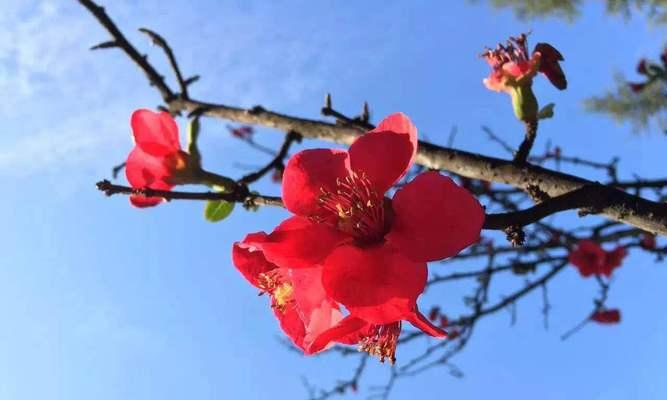 阳光带来希望的花语——向日葵（向日葵的花语和象征意义）