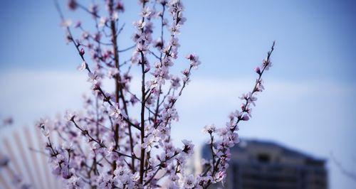 相逢之花（花开花落）