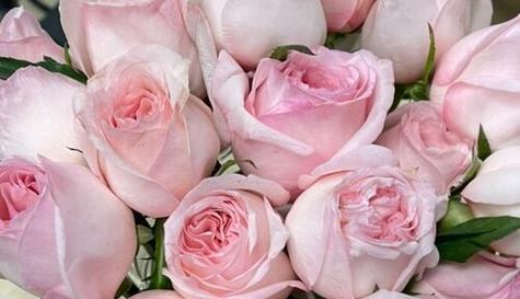 《一见钟情——以玫瑰花的花语为主题的文章》（用一枝花诉说恋爱初见）