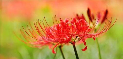 用百合花的花语诉说遗忘（忘记过去）