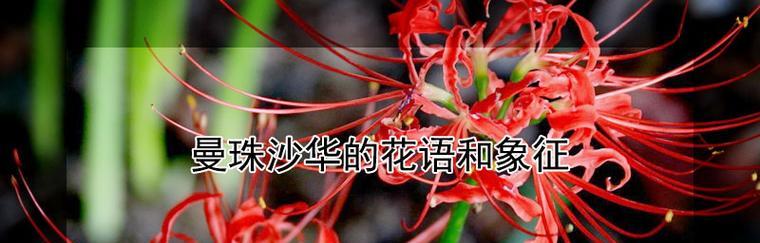 永不再见——百合花的花语（百合花的深刻寓意和象征意义）