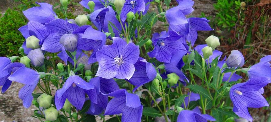 永恒的爱——玫瑰花的花语（玫瑰花）