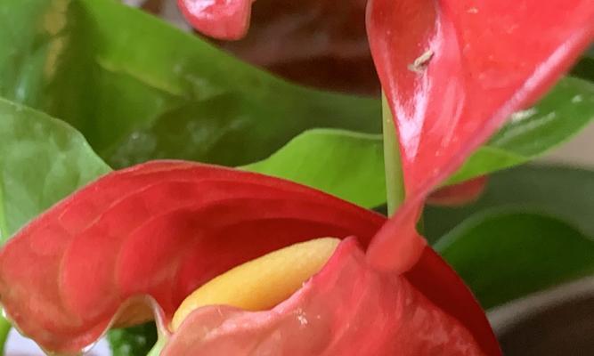 以康乃馨花语为主题的文章（永远幸福的花语——康乃馨）