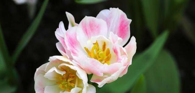 以百合花的花语为主题的文章（专一的爱）
