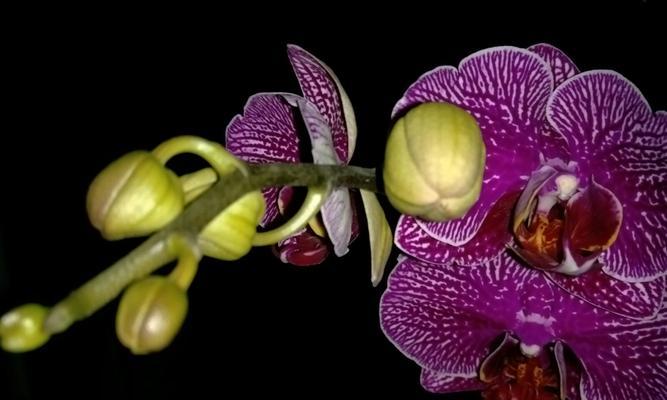 自爱自尊的力量——以蔷薇花语为主题的探索（探寻自我尊重与自爱之道）