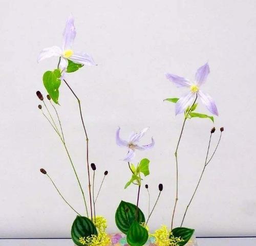 自由之花——蒲公英的花语（自由翱翔）