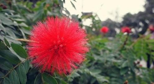 花间忏悔（沉迷于花海中的忏悔和救赎）
