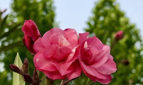 聆听之花（聆听心灵的声音）