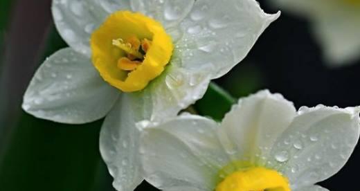 水仙花的花语与代表意义（解读水仙花的15个花语及象征意义）