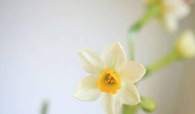 水仙花的花语与代表意义（解读水仙花的15个花语及象征意义）