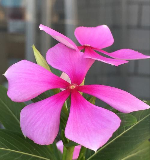 四季梅（四季梅的花语和寓意）