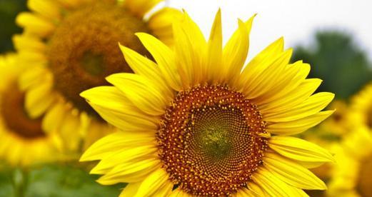 以太阳花的花语及其象征意义（阳光与希望的象征——以太阳花的美丽花语）