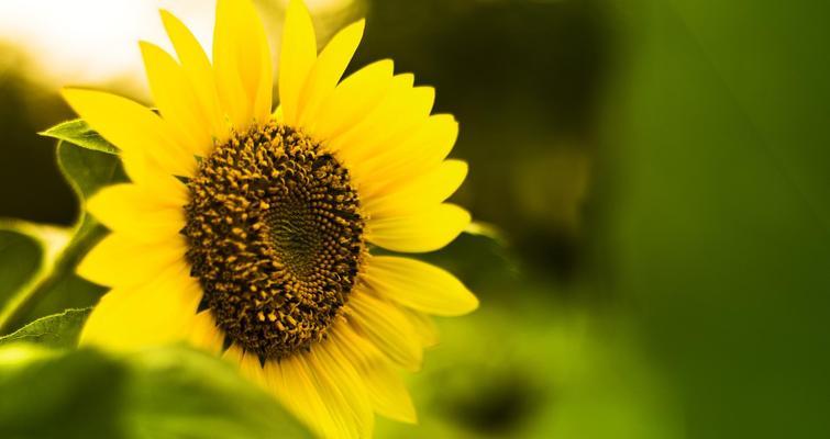 以太阳花的寓意与象征（揭示以太阳花所蕴含的积极力量和社会意义）